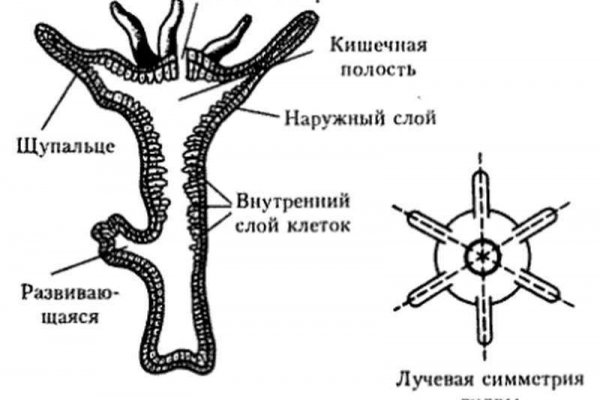 Ссылки на кракен com